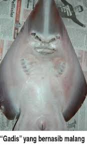 Nah pemenang di episode gagak kemaren udah ada looh, ternyata ibu dan anak yang menang hahayang belum nonton episode kemaren yuk langsung cusss. Mahluk Misterius Dan Ikan Kutukan Membuka Misteri Blogspot Com