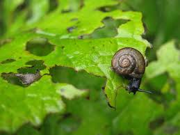 We did not find results for: Vegetable Garden Pest Control Tricks Every Gardener Needs To Know