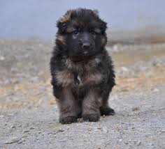 Das günstigste angebot beginnt bei € 900. 5 Woche Altdeutscher Schaferhund Langstockhaar Schaferhund Bayern Zuchter Zucht