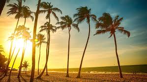 Living in florida surrounded by beautiful palm trees, makes it very easy to take great photos. Hd Wallpaper Tropical Beach Beautiful Sunset Palm Tree Sea People Dusk Coconut Trees Wallpaper Flare