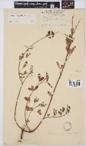 Image result for Crotalaria subcapitata