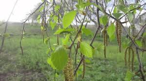 люблю грозу в начале мая когда весенний первый гром Vesennij Dozhd Grom Aprel Nature Rain Thunder Plants