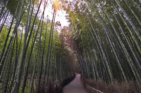The definitive guide to stylish outdoor spaces. 10 Outdoor Bamboo Plants You Can Grow In The Garden Trees Com