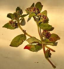 Image result for Euphorbia mossambicensis