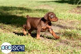 At northstar dobermans, our champions are bred to be healthy, loving companions that are a beautiful reflection of the breed type. Show Quality European Blood Line Doberman Pups For Sale Edappally Free Classifieds