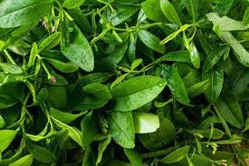Water Leaf