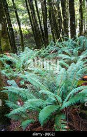 Image result for Cyathea capensis