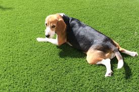 You may end up with weeds or unwanted plants near the edges of the artificial grass for kennels installation, so keep an eye out for those. Pets Easigrass Middle East