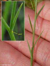 Image result for Limeum sulcatum