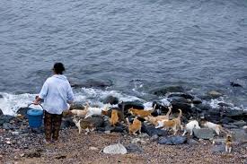 Cats In Fukuoka Japan Kediler Icin Adeta Bir Cennet Japonya Nin Fukuoka Sehrine Bagli Bu Ada Kediler Icin Adeta Bir Cennet A Paradise Kedi Fukuoka Cennet