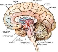 Brain Flow Chart Science And Technology