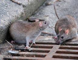 En Barcelona hay más de 200.000 ratas de alcantarilla y son “un problema de  salud pública” | Ciencia | EL PAÍS