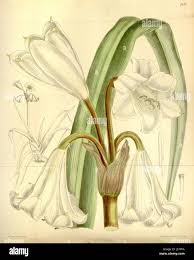 Image result for Pittosporum abyssinicum