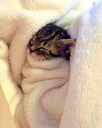 m o o d katzen baby katzen susse tiere