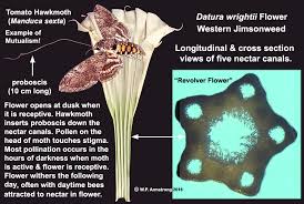 It is often found growing in the state of san luis potoai in > i'niral mexico thy. Plant Alkaloids