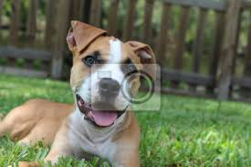 The amstaff is more extensive, heavier, healthier, and generally more muscular looking than the american pitbull terrier breed. Glucklicher Pitbull American Staffordshire Terrier Hundchen Fototapete Fototapeten Hinterhof Verlegung Stier Myloview De