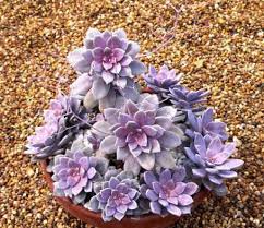 We did not find results for: Ghost Plant Mother Of Pearl Plant Photo Succulent