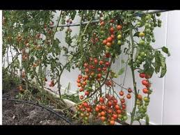 Pin On Growing Tomatoes