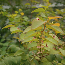 Image result for Phyllanthaceae