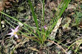 Image result for Romulea