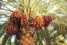The fruit has been the staple food and chief source of wealth in the irrigable deserts of north africa and the palms begin to bear fruit in 4 to 5 years and reach full bearing at 10 to 15 years, yielding 40 to 80 kg (90 to. How To Grow And Care For Date Palm Trees At Home 2021 Masterclass