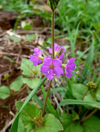 Image result for Commicarpus pentandrus