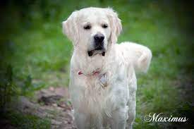 Pin On English Cream Golden Retrievers