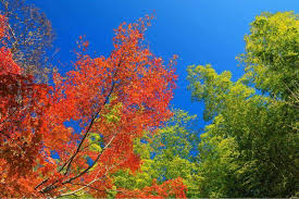 Aku fikir, oo ok la, boleh pegi ke hakone. Iklim Dan Cuaca Tahunan Di Jepun Tokyo Osaka Kyoto Hokkaido Dll Best Of Japan