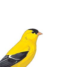 Birds Of Eastern North America Book Sibley S Backyard Birds Of Eastern North America Poster Sibley Backyard Birds Birds Of America