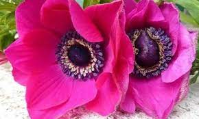 Anemone Coronoria Sylphide Poppy Anemone Sylphide Spanish Marigold Sylphide Windflower Sylphide Crown Windflo Anemone Oriental Lily Plant Combinations