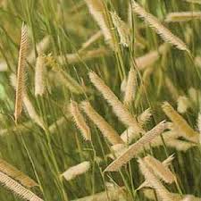 We did not find results for: San Marcos Growers Wholesale Nursery Santa Barbara California