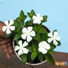 Bunga vinca (catharantus roseus), memiliki banyak sekali varietas. Vinca Gantung Bunga Putih Import Titan Pure White Vinca Ibad Garden