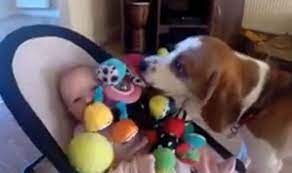 Watch Beagle Win Baby Back With Array Of Presents After Stealing Weird News Express Co Uk