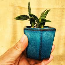 Image result for Ledebouria Unidentified sp. no6.