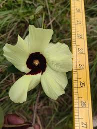 Image result for Azanza lampas