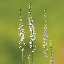 Image result for Lobelia lobata