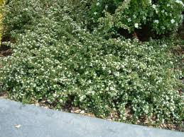 Image result for Cotoneaster microphyllus