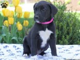 Black And Tan Labrador For Sale Newfoundland Black Lab Mix Puppies For Sale Cute Baby Animals Cute Baby Animals Lab Mix Puppies Puppies