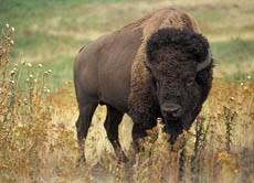 Die einen sprechen aufgrund der. Die Indianer Nordamerikas