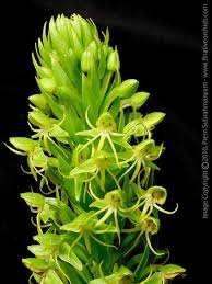 Image result for Habenaria riparia