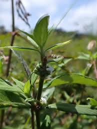 Image result for Spermacoce arvensis