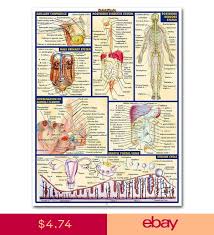 Zygote body is a free online 3d anatomy atlas. Art Posters Human Anatomy Body Map Silk Poster 13x18 24x32 Inch Art