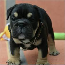 While many folks are giving there puppies human names, this isn't always the case. 10 Best English Bulldog Names The Paws