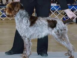 Image result for griffon korthalsův