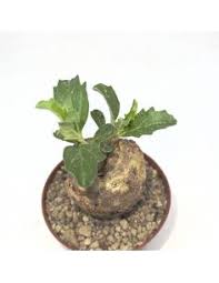 Image result for Pyrenacantha kirkii