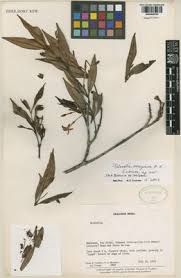 Image result for Malouetia bequaertiana