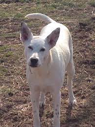 Princess pix is still inspecting the works, here. Rescued White Austrailian Cattle Dog Aka Queensland Heeler Best Dog Ever So Smart Austrailian Cattle Dog Heeler Pets