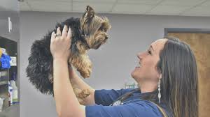 Experienced vets near you in bengaluru. Animal Hospital In Brownsville Tx Vet In Brownsville Tx