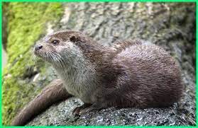 12 Fakta Dahsyat Tentang Musang Dunia Fauna Hewan Binatang Tumbuhan Hewan Musang Binatang