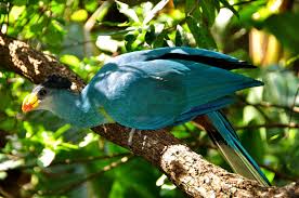 Animated Birds Of The Same Feather Flock Together Wildlife Wednesdays Birds Of All Kinds Of Feather Flock Together At Disney S Animal Kingdom Animal Kingdom Disney Animals Animal Kingdom